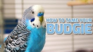 How to Tame Your Budgies  Parakeets [upl. by Alvinia647]