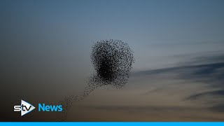 Murmuration of 30000 starlings swirl across sunset [upl. by Angadreme]