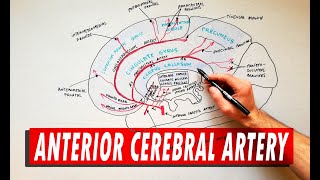 Anterior Cerebral Artery  Anatomy Tutorial [upl. by Swayder]