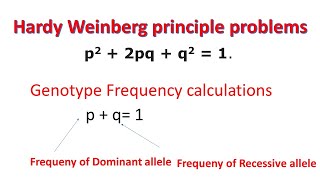 Hardy Weinberg Principle Problems  Genotype Frequency  Allele Frequency [upl. by Christian399]