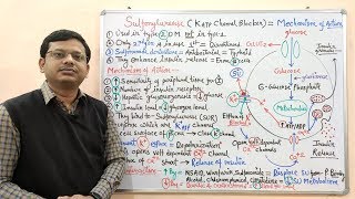 Diabetes Mellitus Part10 Mechanism of Action of Sulfonylurease  Antidiabetic Drugs  Diabetes [upl. by Lise]