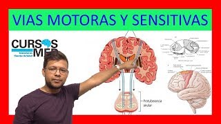 VÍAS SENSITIVAS Y VIAS MOTORAS ✅ [upl. by Nessnaj630]