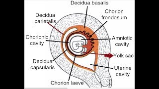 Yolk Sac Basics A Concise Introduction to Early Development [upl. by Anoli]