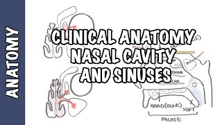 Clinical Anatomy  Nasal Cavity and Sinuses [upl. by Apurk]