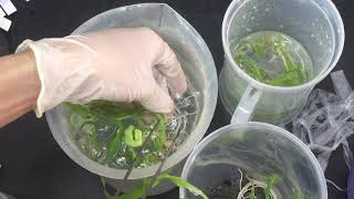 Plant tissue culture  Acclimatization [upl. by Aciretal]