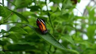 Fluttering Beauties at Butterflies LIVE [upl. by Llednyl]