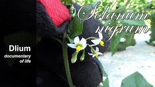 Black nightshade Solanum nigrum  part 1 [upl. by Kissiah]