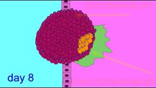 EMBRYONIC DEVELOPMENT TROPHOBLAST [upl. by Akenat]