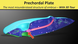 Prechordal Plate Prochordal Plate  Prechordal Mesoderm  Oropharyngeal membrane [upl. by Tchao]