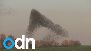 Massive murmuration of starlings in Israels skies [upl. by Andrel543]