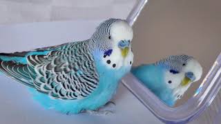 Budgie sounds for lonely Budgies at home [upl. by Inihor]