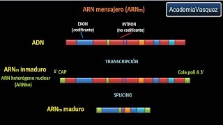 ARNm ARN mensajero [upl. by Einot488]