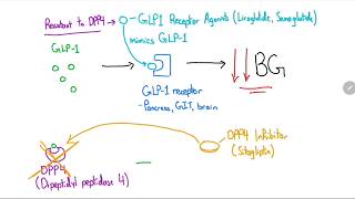 GLP1 Receptor Agonists and DPP4 Inhibitors Explained in 4 Minutes [upl. by Schwejda]