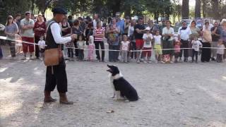 4 Border Collie Dogs VS a Flock Of Ducks [upl. by Anyaj]