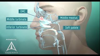 Tour of the Nasal Passage  3D animation [upl. by Karry]