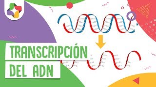 Transcripción del ADN  Educatina [upl. by Ellezig560]