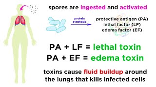 Anthrax Bacillus anthracis [upl. by Enelear]