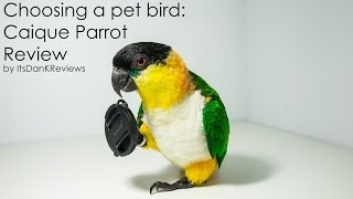 Choosing a Pet Bird  Caique Parrot Review [upl. by Herv]