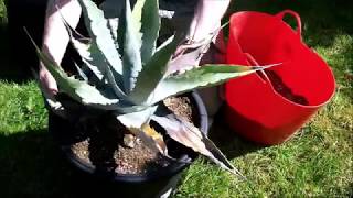 Repotting a neglected Agave [upl. by Aret]