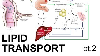 Lipid Transport pt 2 [upl. by Rodl994]