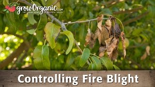 How to Treat amp Prevent Fire Blight in Your Organic Orchard [upl. by Favianus]