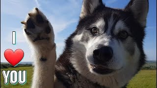 Dog Clearly Says I LOVE YOU  CUTEST VIDEO [upl. by Atinna]