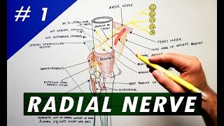 Radial Nerve  part 1  Anatomy Tutorial [upl. by Airda251]