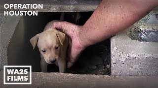 Houston Dog Rescuers Save Homeless Puppies From Under House  Hope For Dogs [upl. by Esinyl]