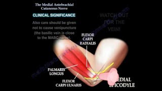 Medial antebrachial cutaneous nerve Dr Ebraheim [upl. by Fulmis666]