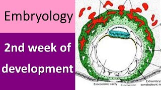 2nd week of embryonic development [upl. by Svetlana6]