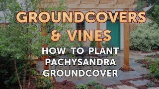 How to Plant Pachysandra Groundcover [upl. by Reinhold]