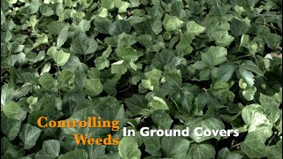 Controlling Weeds in Ground Covers [upl. by Arleyne]