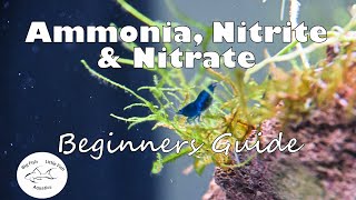 Ammonia Nitrite and Nitrate  Beginners Guide [upl. by Baram789]