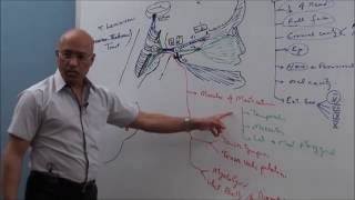 Trigeminal System  Neuroanatomy [upl. by Arema]