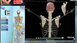 How Scapular Movement Works 3D Anatomy amp Diagrams [upl. by Martinez]