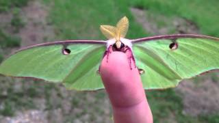 Actias Luna Moth  Green Lunar Moth [upl. by Alejoa836]