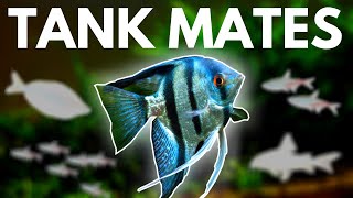 Angelfish Tank Mates 10 Fish You Can Keep with Angelfish [upl. by Amees629]