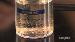 How to Care for Daphnia [upl. by Lettig]