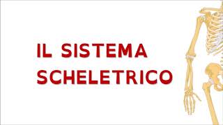 SISTEMA SCHELETRICO [upl. by Leasia717]