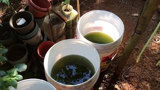 How to grow Green Water Algae [upl. by Mcgurn]