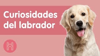 7 Lindas Curiosidades del Labrador Retriever 2021 [upl. by Linnie]