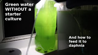 Green Water WITHOUT a Starter Culture  From Scratch  How To [upl. by Karil]