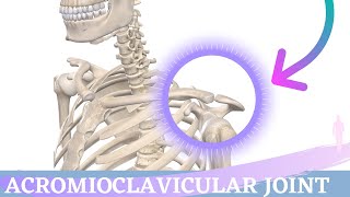 Acromioclavicular Joint Movement  Shoulder Anatomy amp Kinesiology [upl. by Ayotahs]