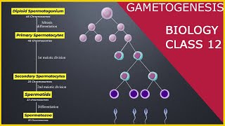 GAMETOGENESIS  Human Reproduction  Class 12 [upl. by Niras857]