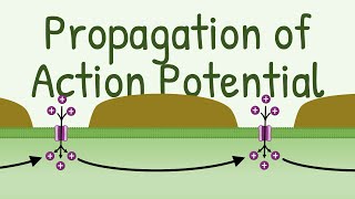 Propagation of Action Potential [upl. by Wayne286]