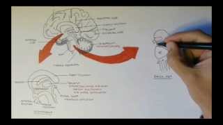 Brain Anatomy Overview  Lobes Diencephalon Brain Stem amp Limbic System [upl. by Bast]