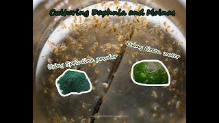 How To Culture Daphnia and Moinas using Green Water Spirulina powder [upl. by Jesselyn]