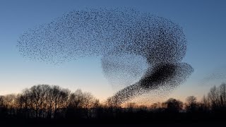 Starling murmuration 2020 Geldermalsen [upl. by Brandi]