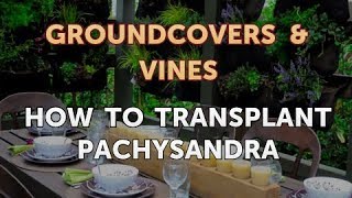 How to Transplant Pachysandra [upl. by Greenwald]