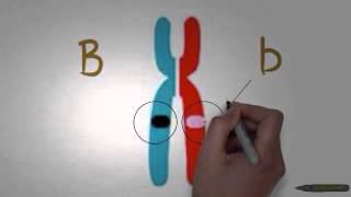 Asap Biology  Episode 1  Genes and Alleles [upl. by Hnoj]